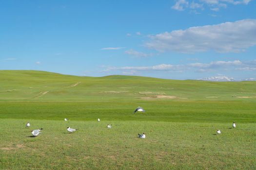Grassland and birds with blue sky. Photo in Bayinbuluke Grassland in Xinjiang, China.