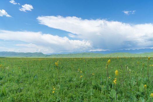 Nalati grassland with the blue sky.
