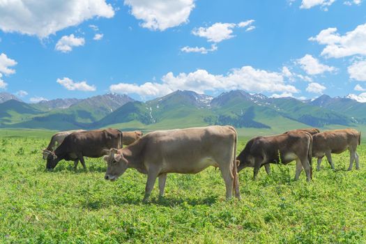 Grassland and bulls under the blue sky.