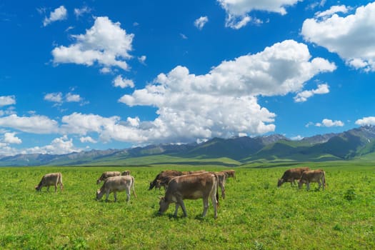 Grassland and bulls under the blue sky.
