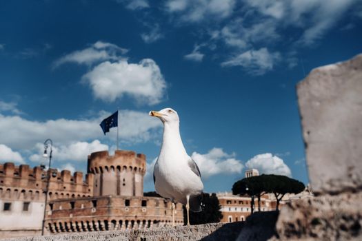 An adult common gull or Mew gull standing on a roof, Colosseum of Rome on the background