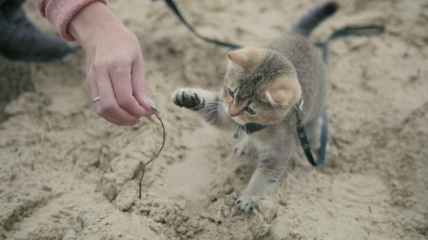 British Shorthair Tabby cat in collar walking on sand outdoor - plays with the hand of a woman, close up