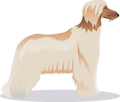Afghan hound pale