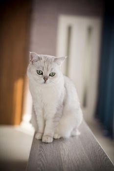 adult cat pedigree Scottish chinchilla straight ears