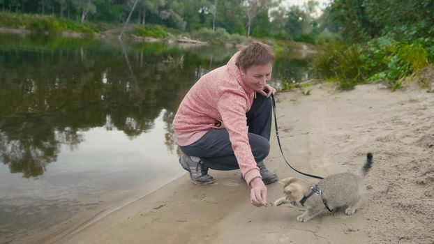 British Shorthair Tabby cat in collar walking on sand outdoor - plays with woman near forest river