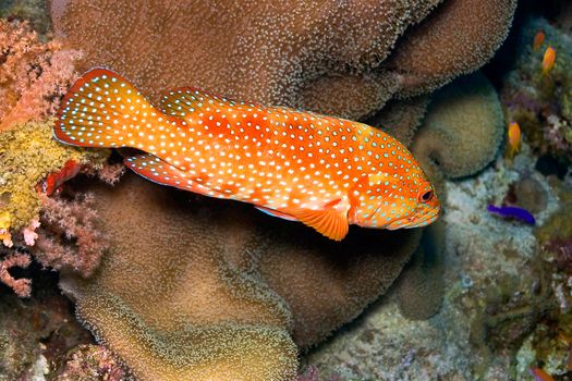 Coral grouper, Red Sea, Egypt