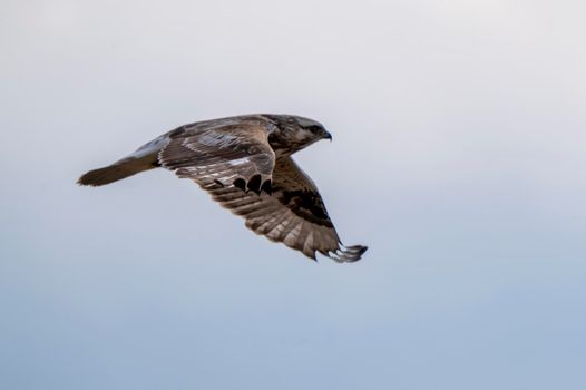Rough legged Hawk in Saskatchewan