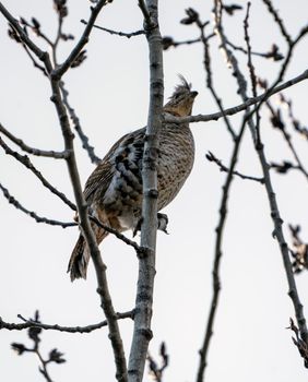 Spruce Grouse in Tree