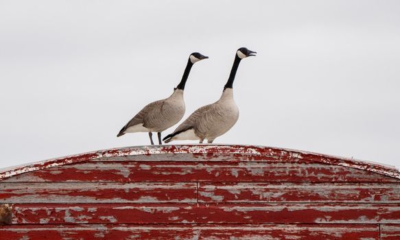 Canada Goose on Barn