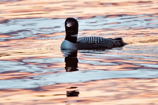 Northern Common Loon