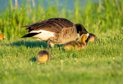 Goose Goslings Canada