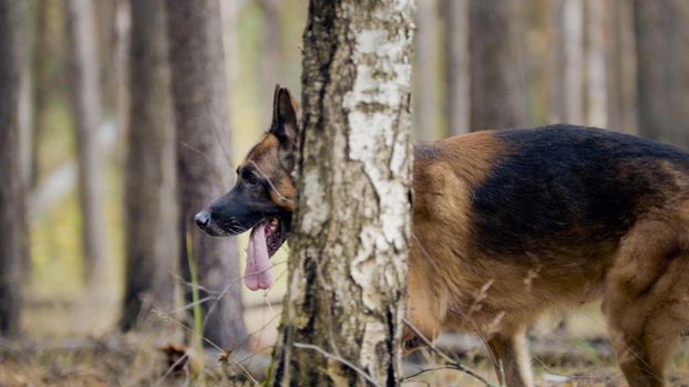 Dog - big german shepherd - pet in the autumn forest