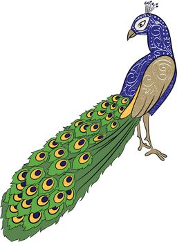 hand drawing peacock 2