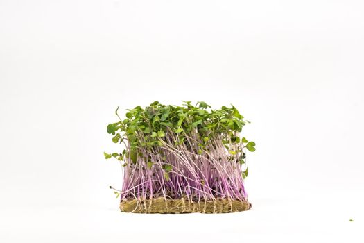 Micro-green seed seedlings on a white isolated background