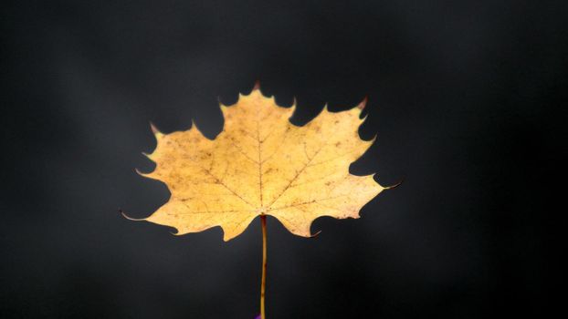 One autumn yellow maple leaf on a dark background. The concept of autumn and season change. Fallen leaves of trees