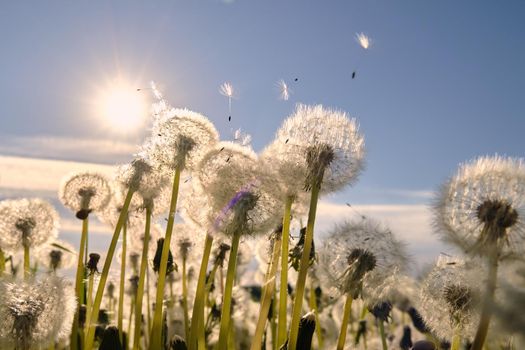 Dandelion meadow. The wind blows away the dandelion seeds. Backlight sunlight