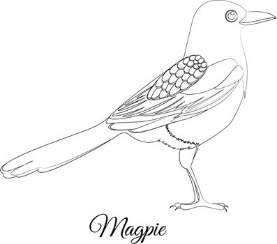 Magpie bird coloring
