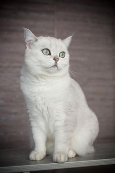 adult cat pedigree Scottish chinchilla straight ears