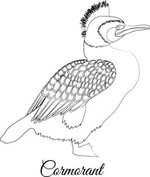 Cormorant bird coloring