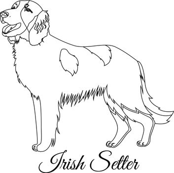 Irish red setter dog outline
