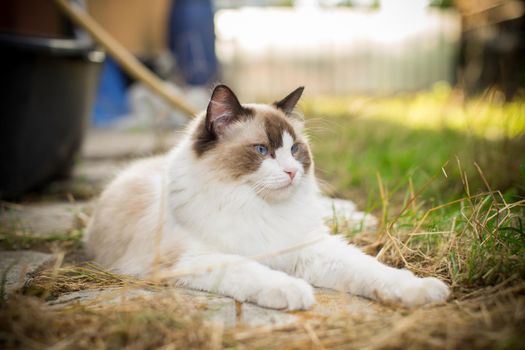 beautiful young cat of Ragdoll breed walks on outdoors