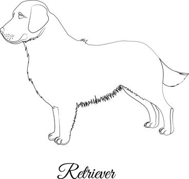 Golden retriever dog outline