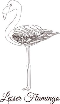 Lesser flamingo outline bird