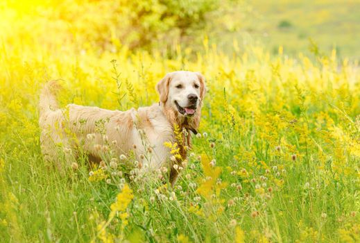 Funny golden retriever on flowering field