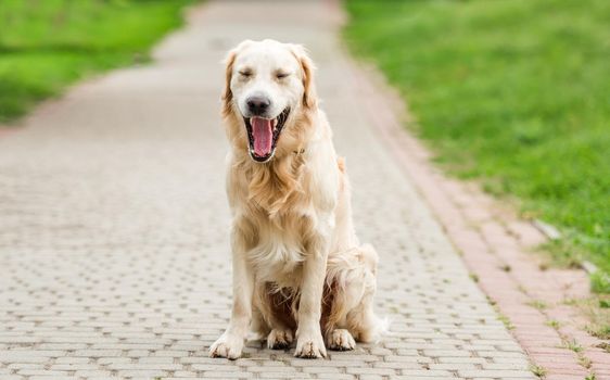 Yawning golden retriever on park alley