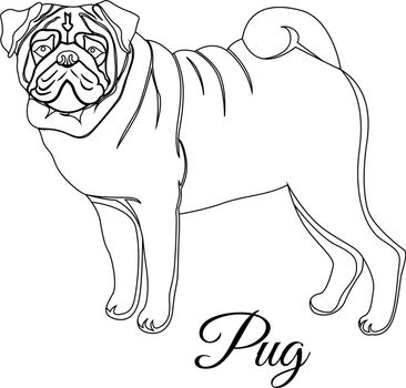 Pug dog outline