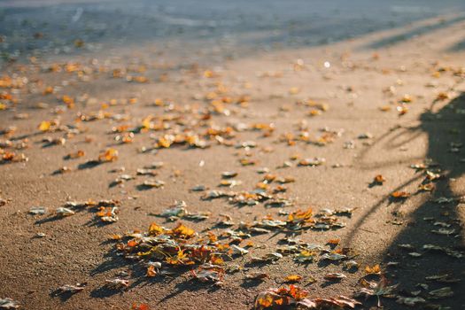 Fallen autumn leaves on the ground in sunny evening light, toned photo.