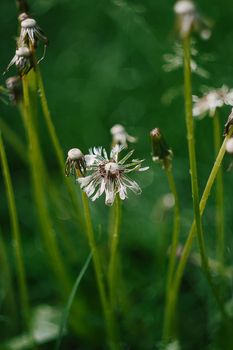 Close-up of a wet dandelion flower on green grass background after rain