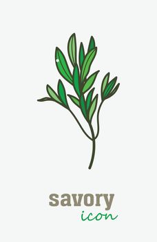 Savory vector icon. Vegetable green leaves