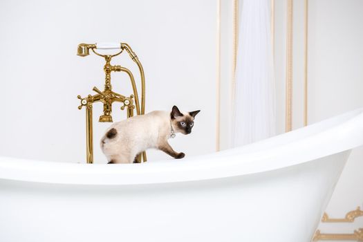 The theme is luxury and wealth. A cat without a tail of the Mekong Bobtail breed in a retro bathroom in the interior of the Barocoo Versailles Palace. Jewel jewelery on the neck