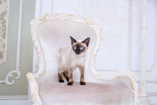 The theme of decoration and jewelry for animals. Beautiful cat woman posing on a vintage chair in baroque interior. Mekogon Bobtail or Thai cat without a tail with a necklace on its neck