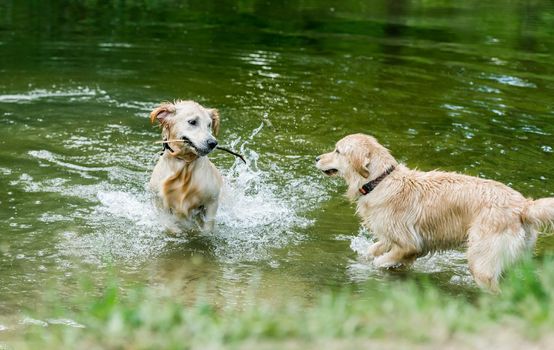 Golden retriever dogs standing in river