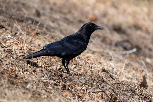 Blackbird Crow on Ground