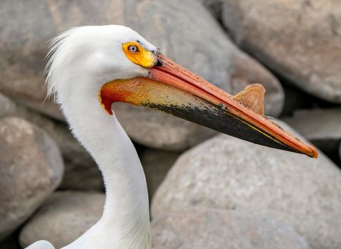 American Pelican Saskatchewan