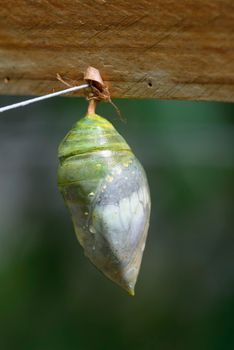 Close up of Morpho butterfly coming out of chrysalis