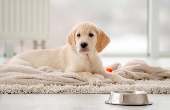 Lovely puppy lying on rug