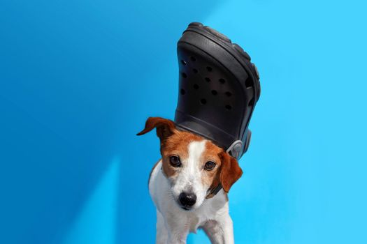 Funny dog with slipper on head blue background