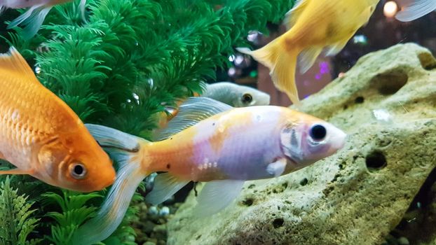 Goldfish in freshwater aquarium with green beautiful planted tropical.