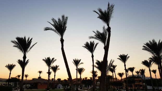 Silhouettes of palm trees against the sky during sunset. Coconut trees, tropical tree of Egypt, summer tree. a family of monocotyledonous, woody plants with unbranched trunks.