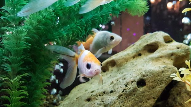 Goldfish in freshwater aquarium with green beautiful planted tropical.