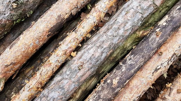 Firewood on big pile , top view, beautiful wooden logs. background of stacked logs top view from the drone. pile stacked natural sawn wooden logs background
