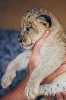 Cute little baby lion cubs in petting zoo. Beautiful furry small lion babies in volunteer's hands. Save the wildlife