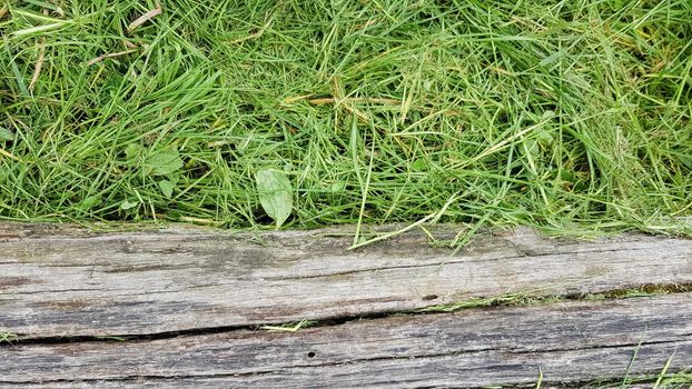 Old username green grass. Dry old log in the grass lies