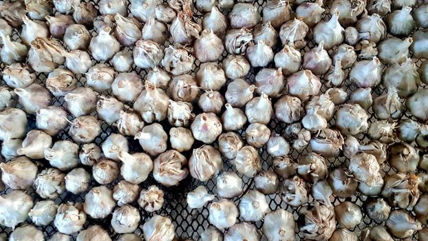 A lot of messidor garlic is spread out in the open air. This variety is high yielding good quality, ripens early and has a high yield, grown in Holland.