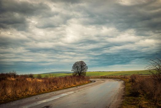 lonely tree by country road