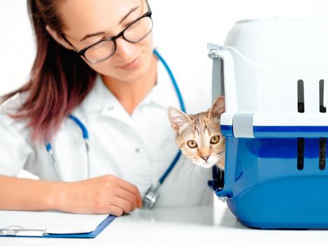 Kitten on a visit to veterinarian.
